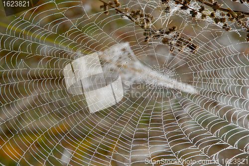 Image of Dew on the web 