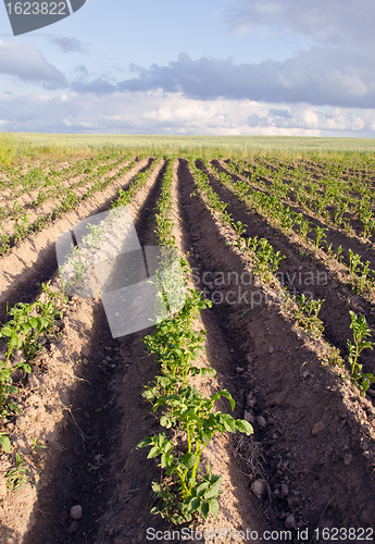 Image of Plow potato vegetable agricultural field backdrop 