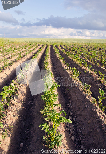 Image of Plow potato vegetable agricultural field backdrop 