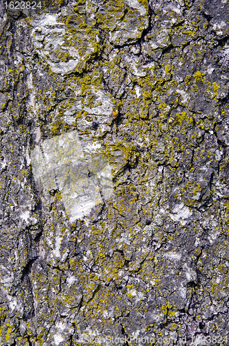 Image of Old mossy apple tree trunk bark closeup background 