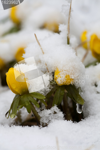 Image of winter aconites