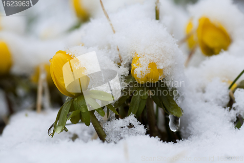 Image of snowcovered winter aconites