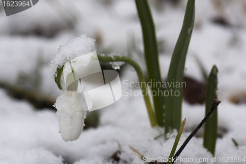 Image of snowdrop