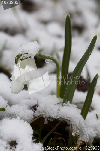 Image of snowdrop