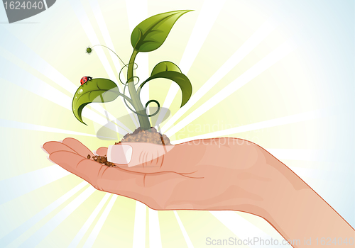 Image of Woman Hand with the Sprout