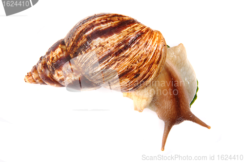 Image of big snail 