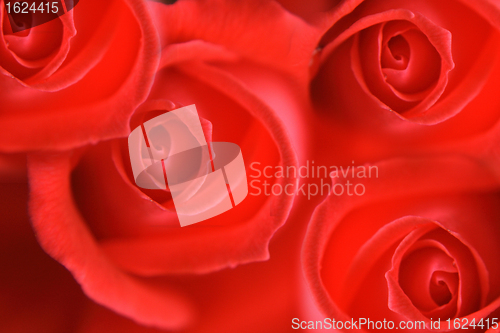 Image of rose background