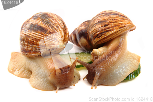 Image of snails as happy couple 