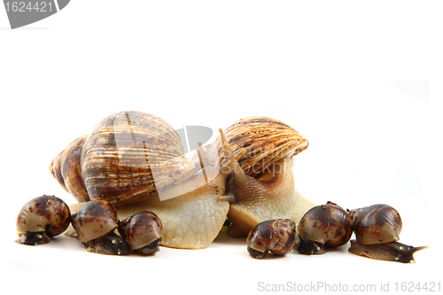 Image of snail and his family 