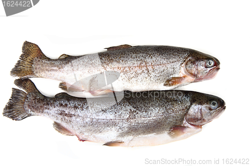 Image of raw trout fishes