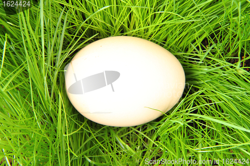 Image of easter egg 