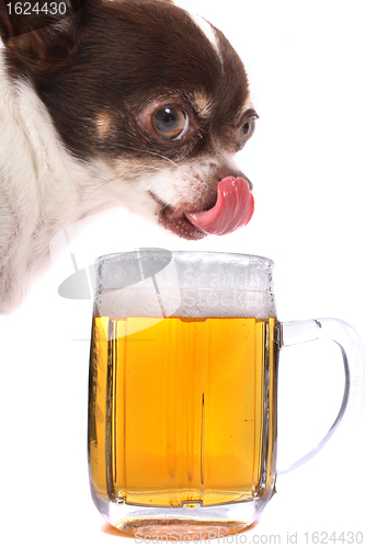 Image of chihuahua and water beer