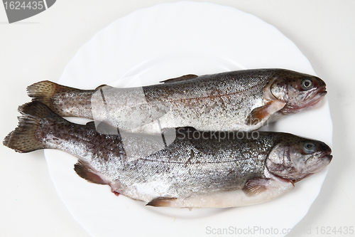 Image of raw trout fishes