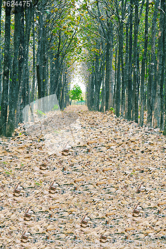 Image of View of fallen dried leaves, a perfect straight path along the e