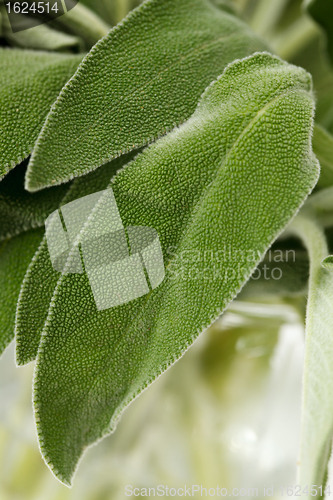 Image of Fresh sage leaves