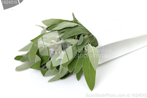 Image of Fresh sage leaves