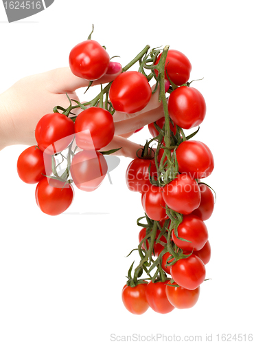 Image of Bunch cherry tomatoes in hand