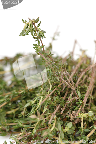 Image of Fresh Thyme