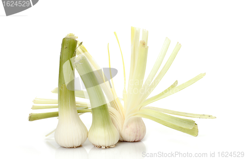 Image of  pile of garlic shoots