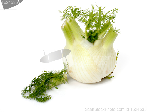 Image of Fresh fennel