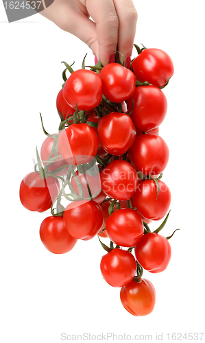 Image of Bunch cherry tomatoes in hand