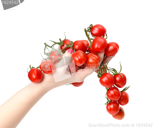 Image of Bunch cherry tomatoes in hand