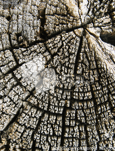 Image of Old cracked wood