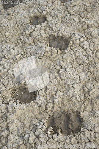 Image of Sheep tracks