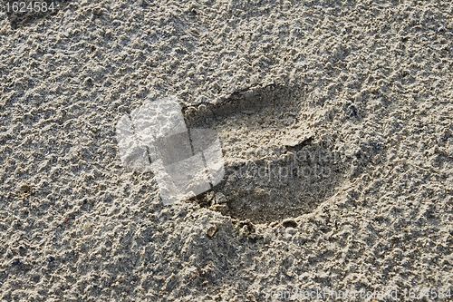 Image of Sheep's footprint