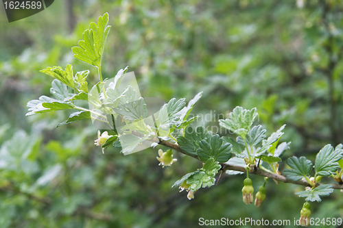 Image of Gooseberry twig in spring
