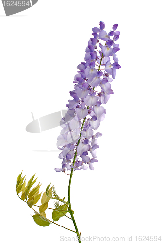 Image of Wisteria flowers