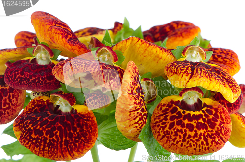 Image of Closeup of yellow and red calceolarua flowers