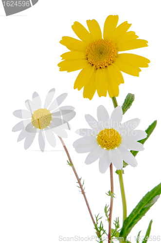 Image of Daisy flowers