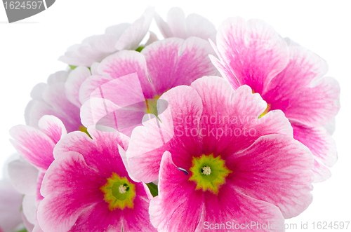 Image of Closeup of pink primrose flowers