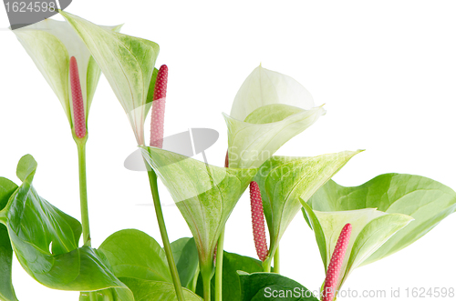 Image of Closeup of anthedesia anthurium