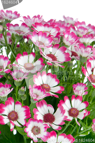 Image of Blooming beautiful pink flowers