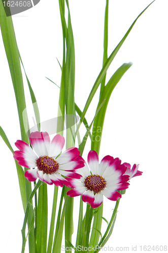 Image of Beautiful pink flowers and green grass