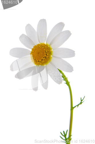 Image of Daisy flower