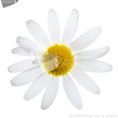 Image of Daisy flower