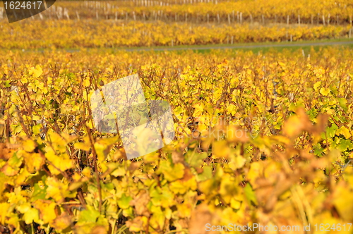 Image of wineyard of sauternes