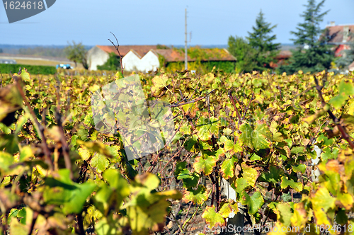 Image of wineyard of sauternes