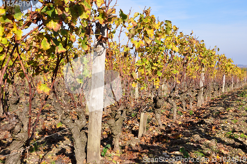 Image of wineyard of sauternes