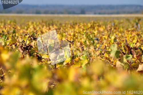 Image of wineyard of sauternes