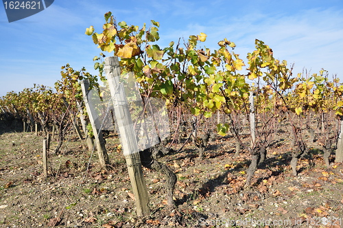 Image of wineyard of sauternes
