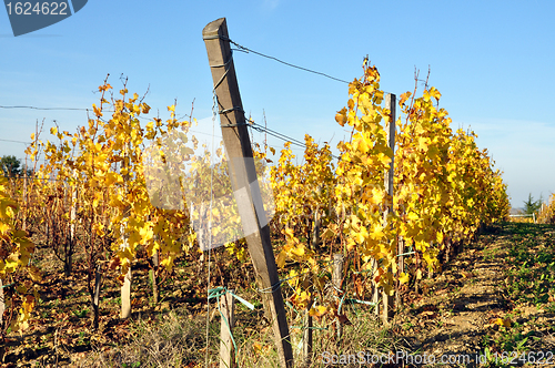 Image of wineyard of sauternes