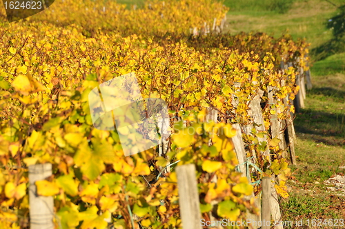 Image of wineyard of sauternes