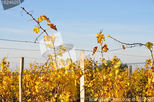 Image of wineyard of sauternes