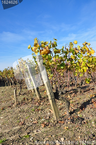 Image of wineyard of sauternes