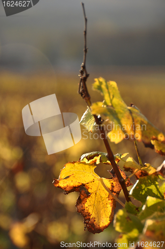 Image of wineyard of sauternes