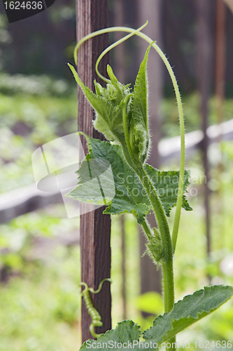 Image of Cucumber sprout